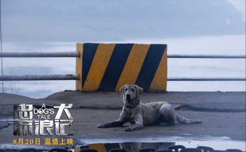 忠犬流浪记,流浪犬的逆袭之路